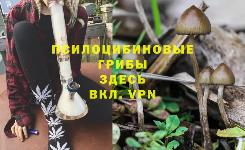 Псилоцибиновые грибы Psilocybe  Мытищи 